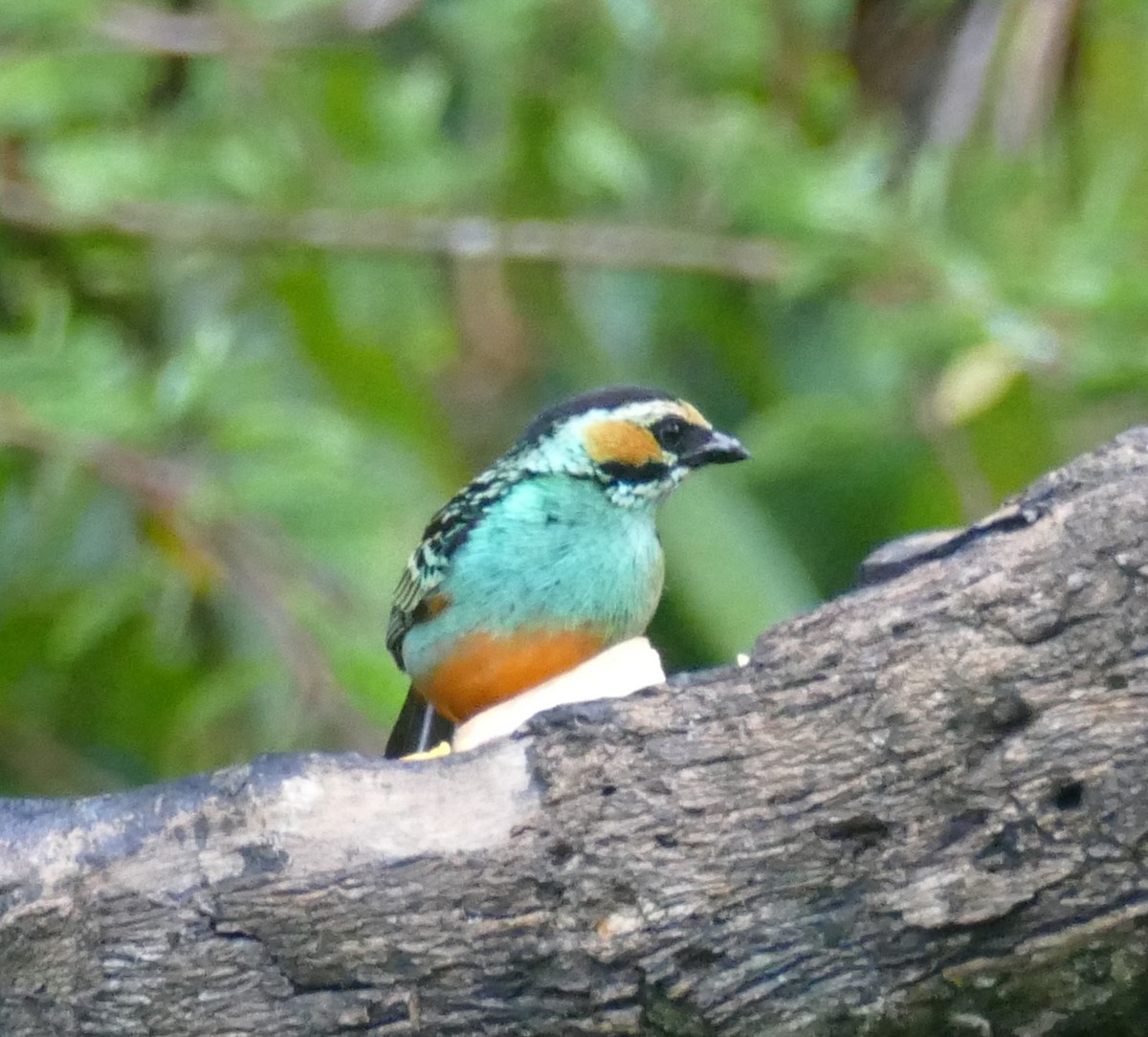 Golden-eared Tanager - ML643947938