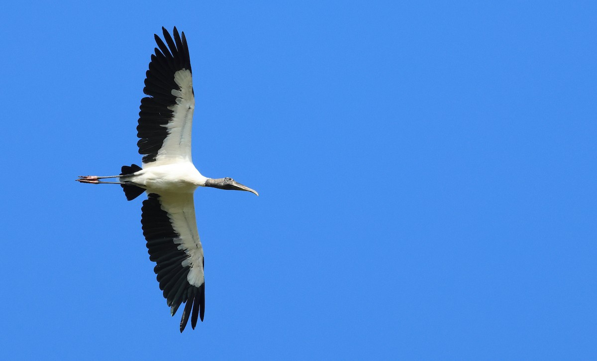Wood Stork - ML643947957