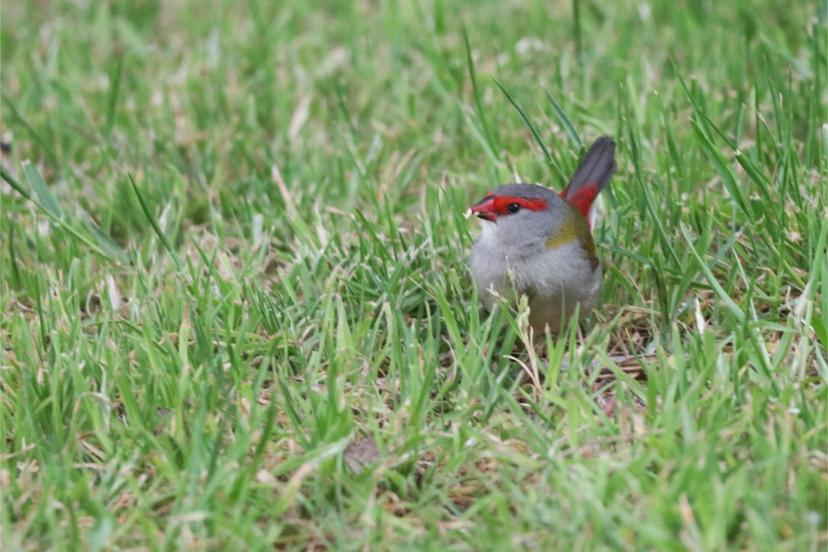 Red-browed Firetail - ML643947959