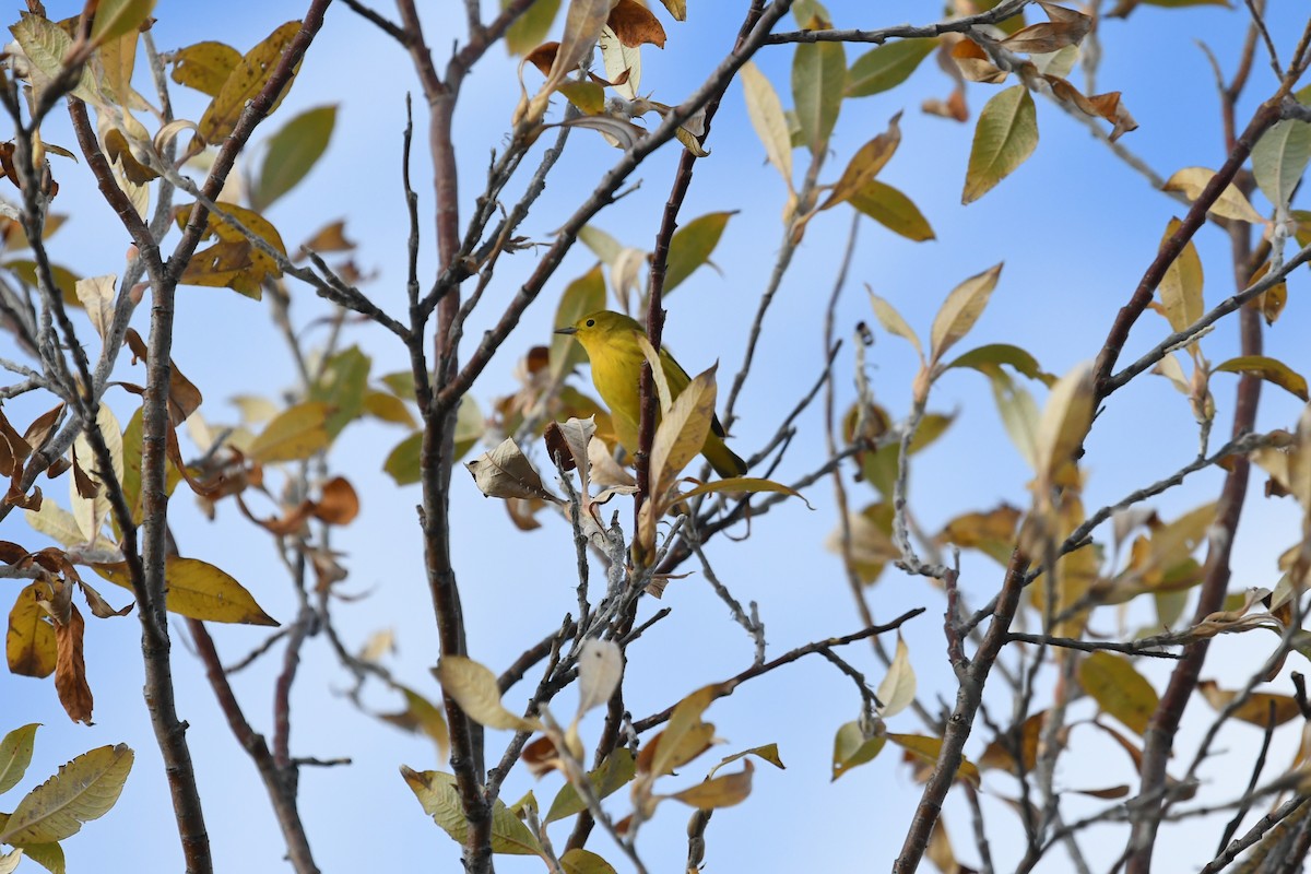 Yellow Warbler (Northern) - ML643947965