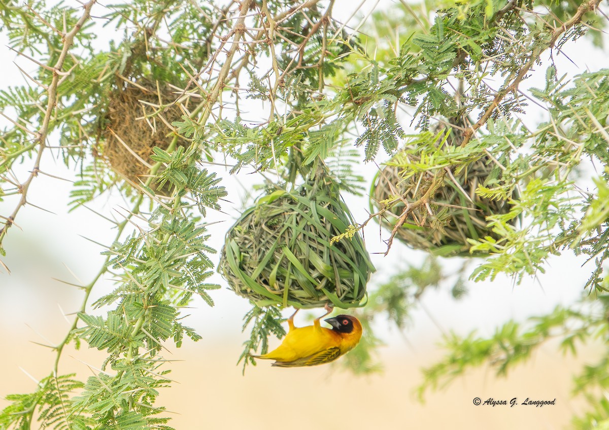 snovač sahelský - ML643947966