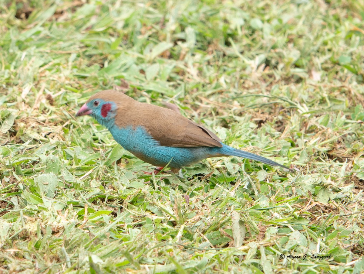 motýlek rudouchý - ML643947983