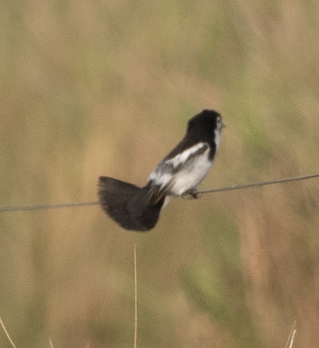Cock-tailed Tyrant - ML643947984