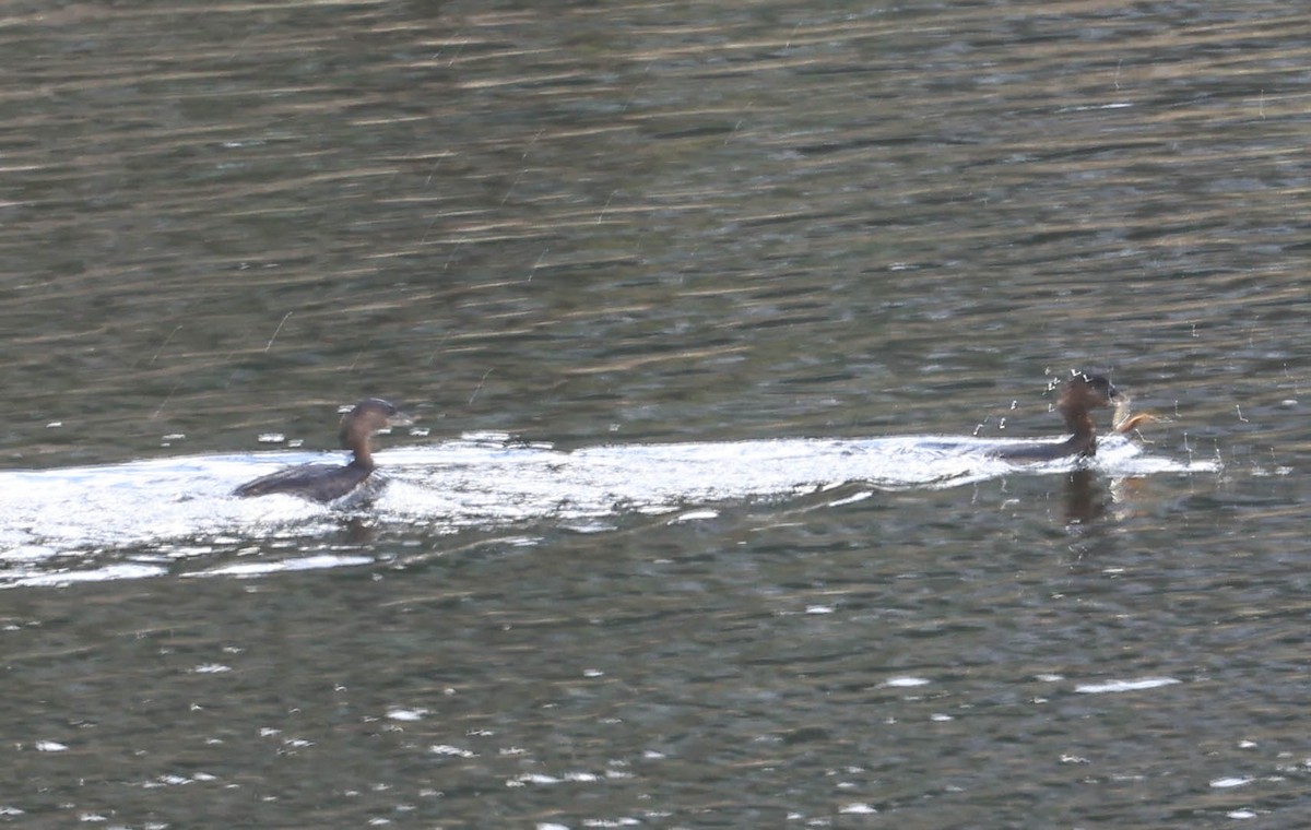 Pied-billed Grebe - ML643947995