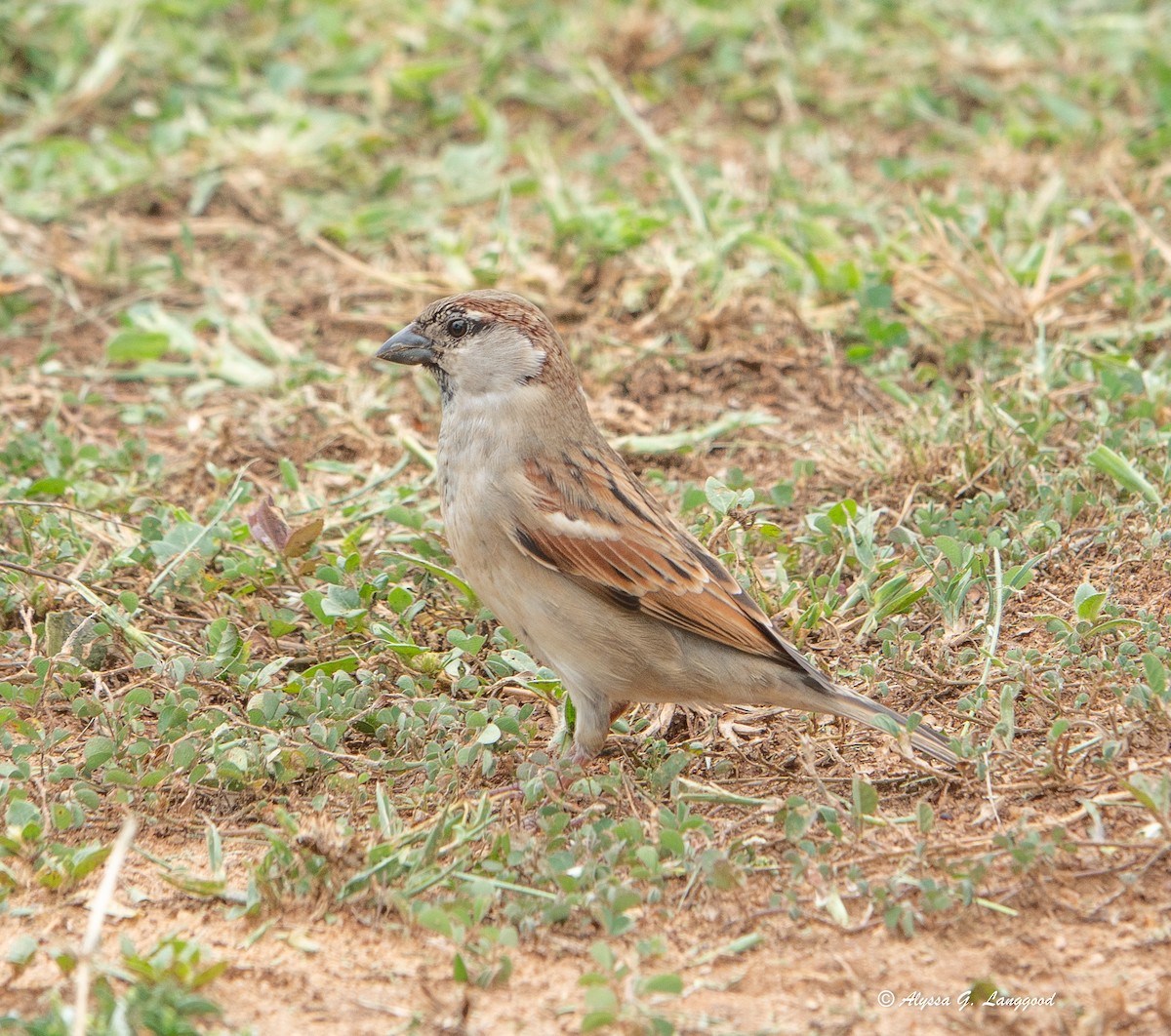 vrabec domácí - ML643947998