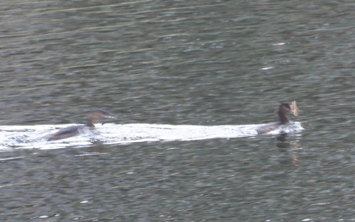 Pied-billed Grebe - ML643947999