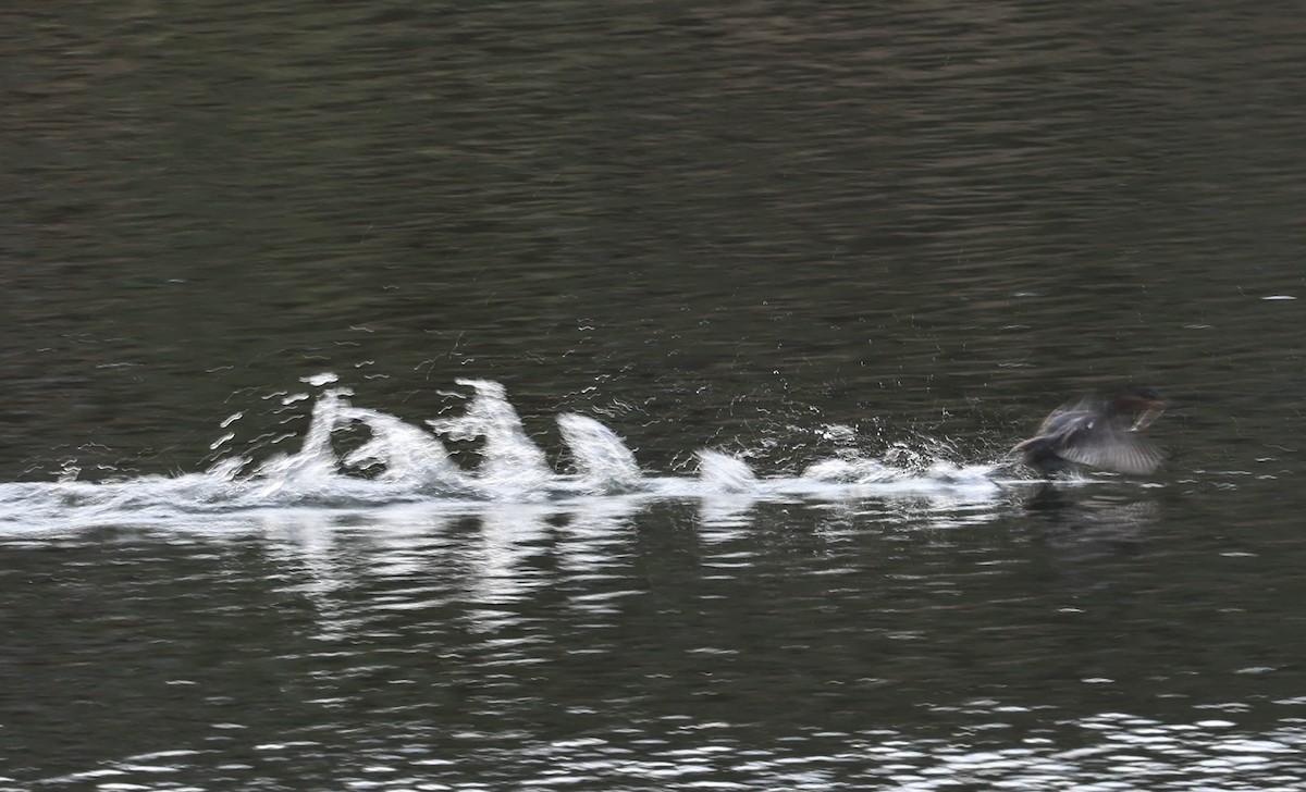 Pied-billed Grebe - ML643948002