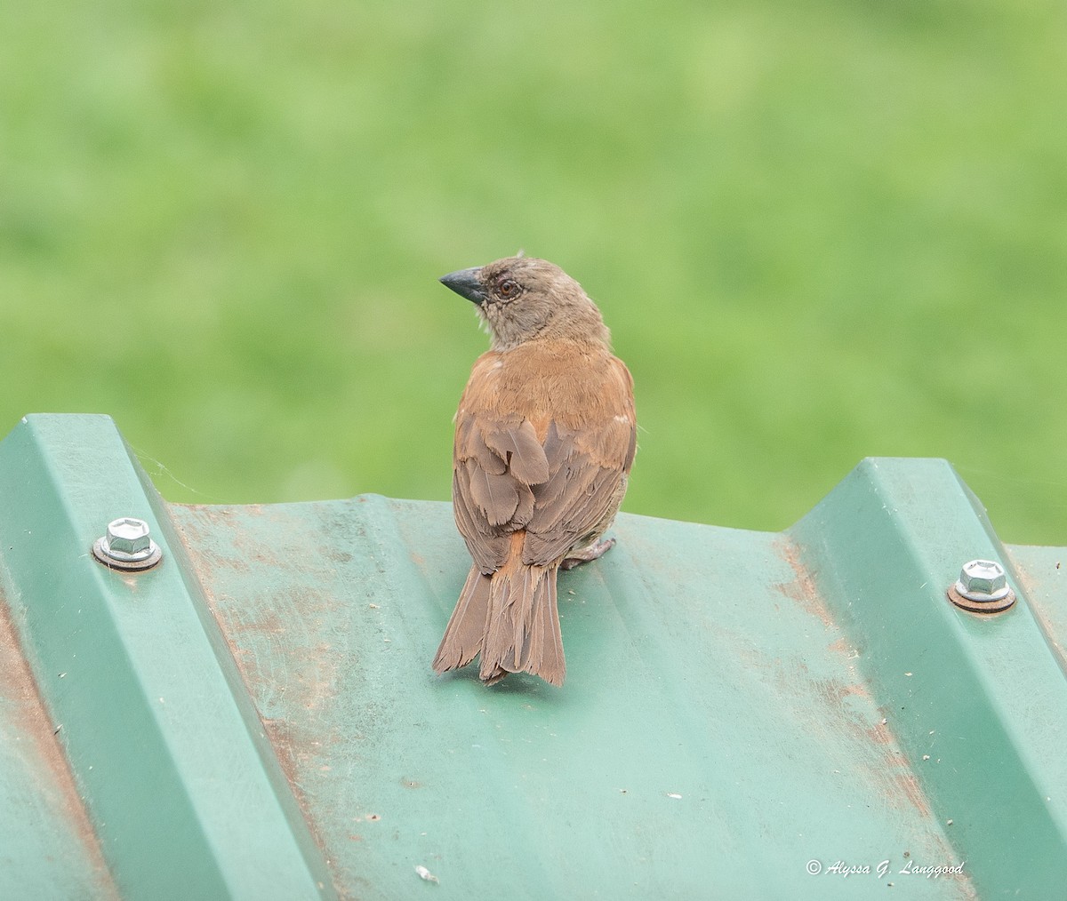 Northern Gray-headed Sparrow - ML643948004