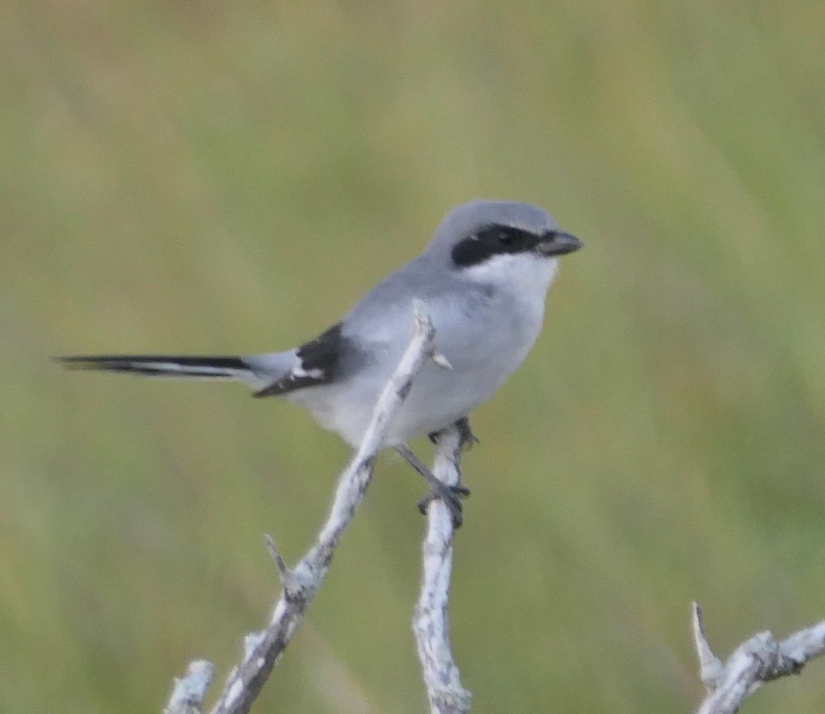 Loggerhead Shrike - ML643948012