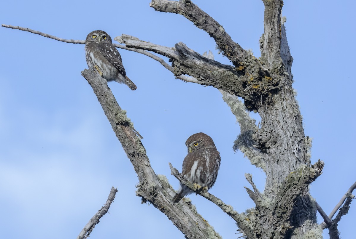 Austral Pygmy-Owl - ML643948013