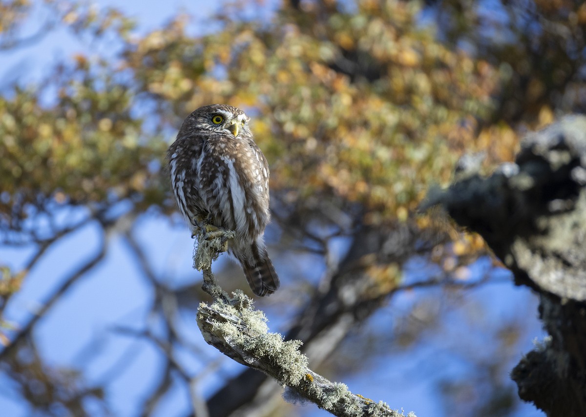 Austral Pygmy-Owl - ML643948014