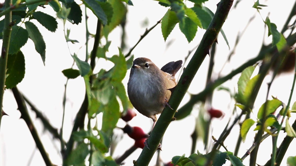 Cetti's Warbler - ML643948017