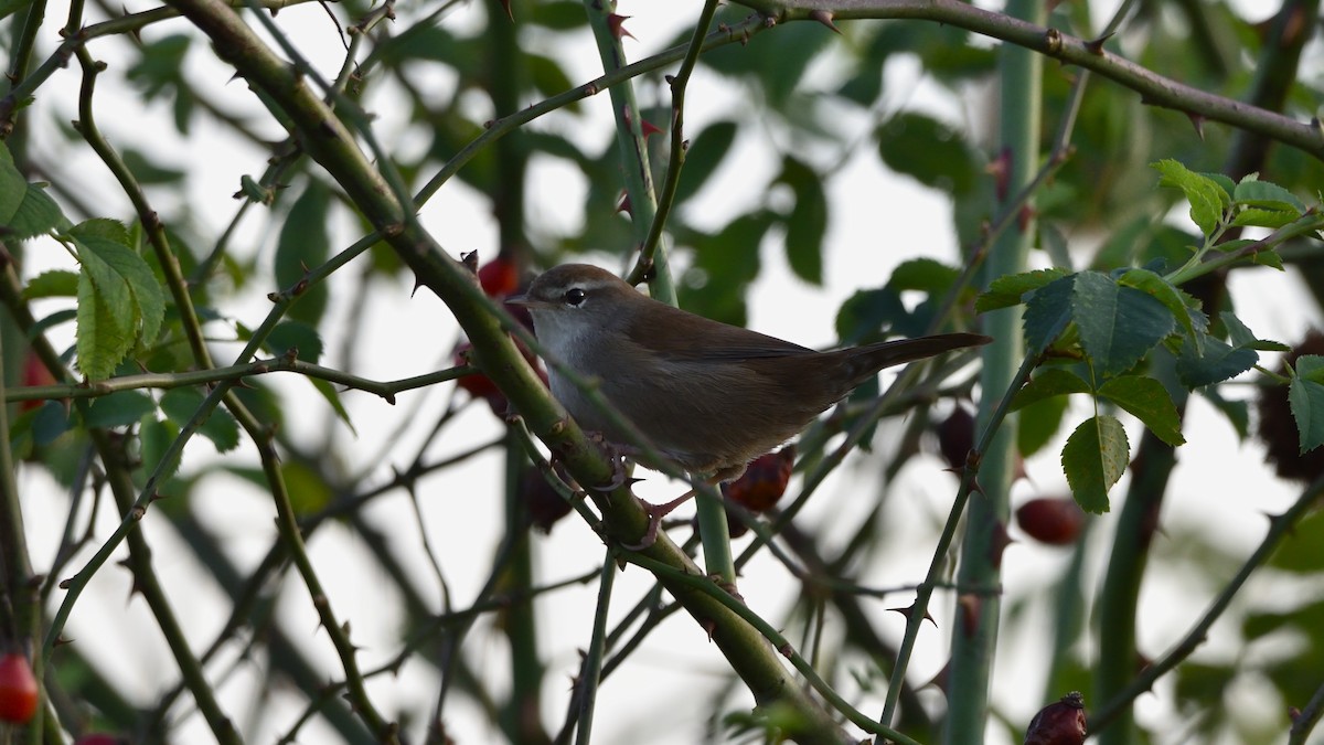 Cetti's Warbler - ML643948021
