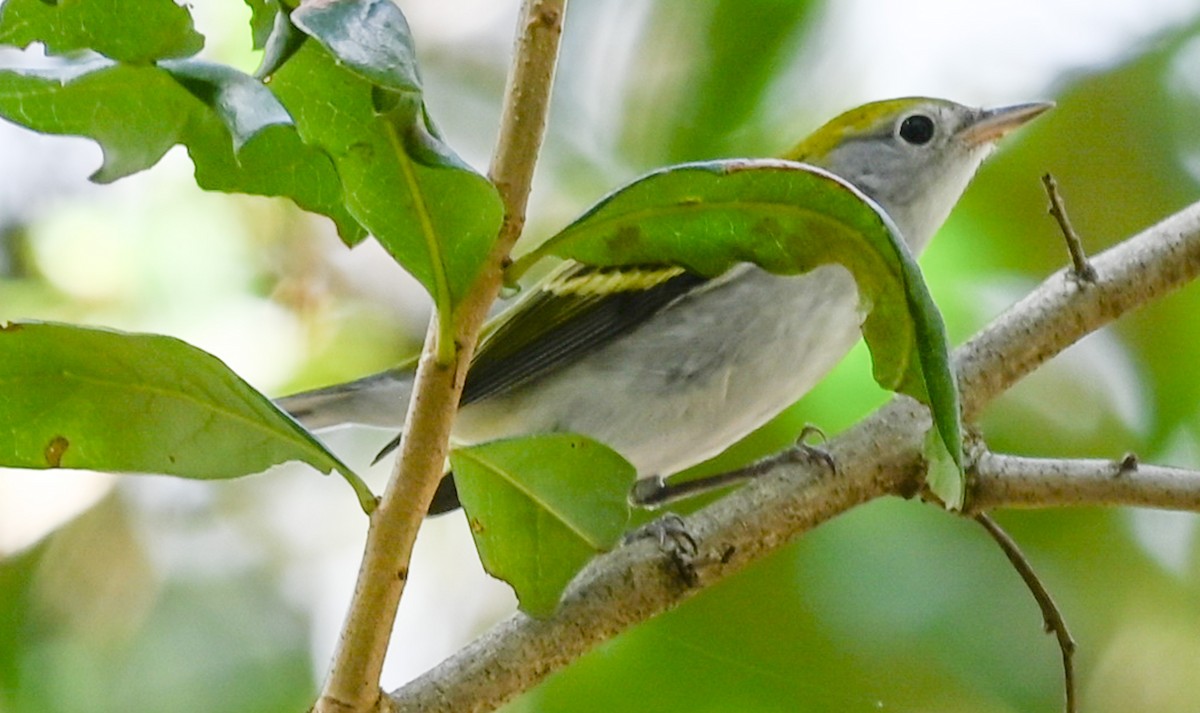 Chestnut-sided Warbler - ML643948030