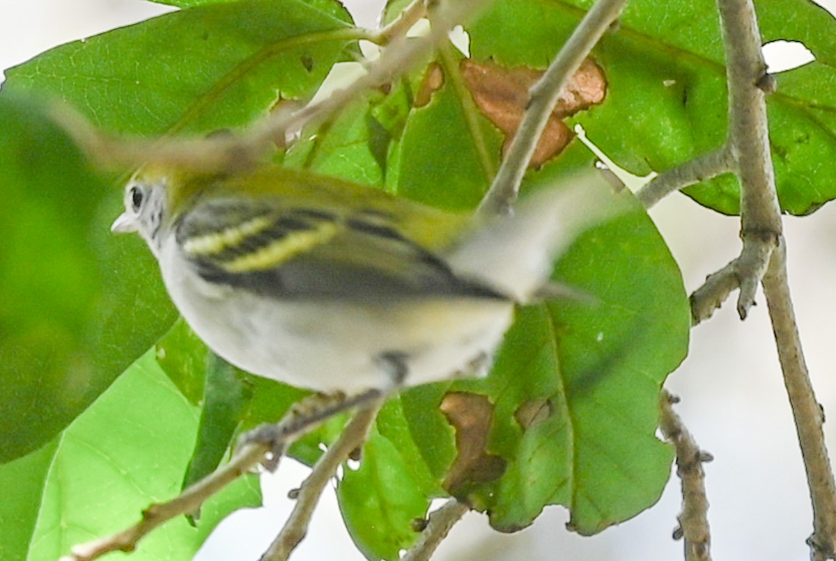 Chestnut-sided Warbler - ML643948032