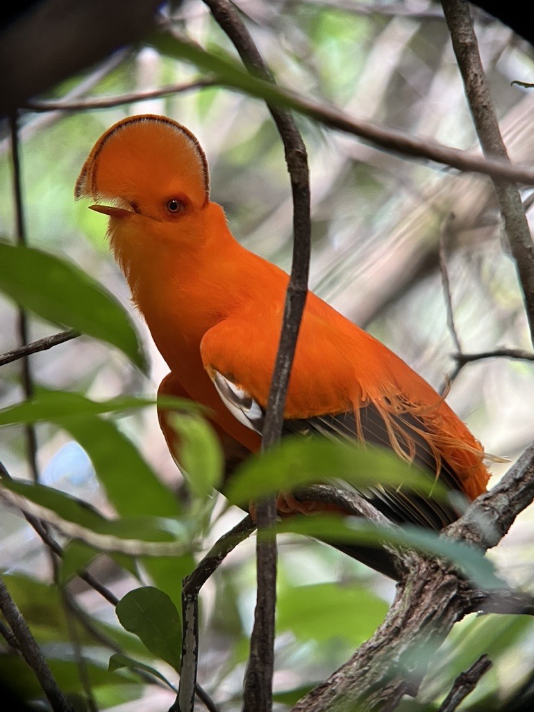Guianan Cock-of-the-rock - ML643948047