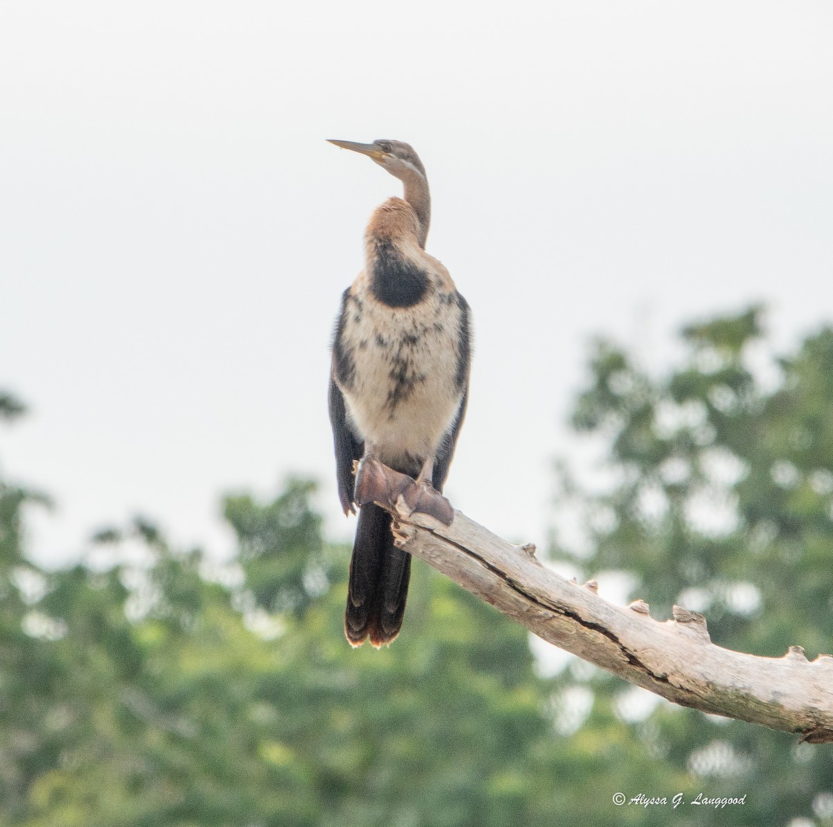 anhinga africká - ML643948057