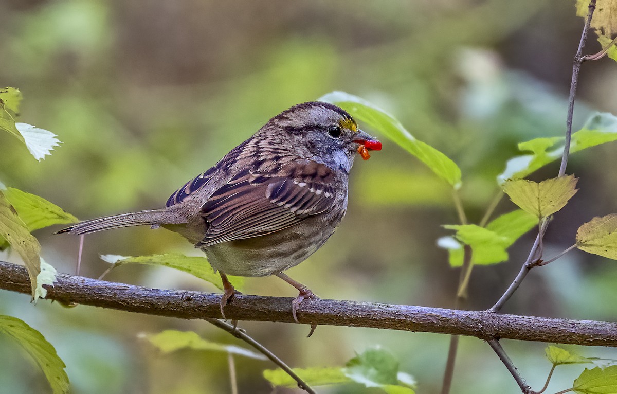 White-throated Sparrow - ML643948058