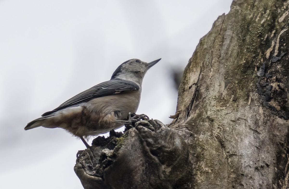 White-breasted Nuthatch - ML643948063