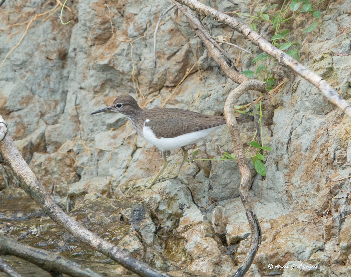 pisík obecný - ML643948084