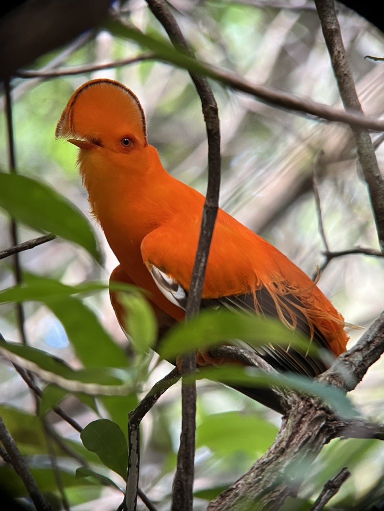 Guianan Cock-of-the-rock - ML643948096