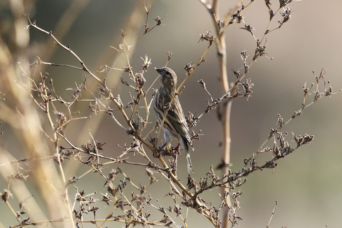 Serin cini - ML643948101