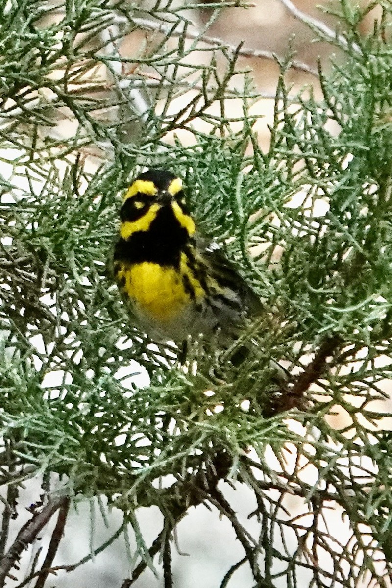 Townsend's Warbler - ML643948114