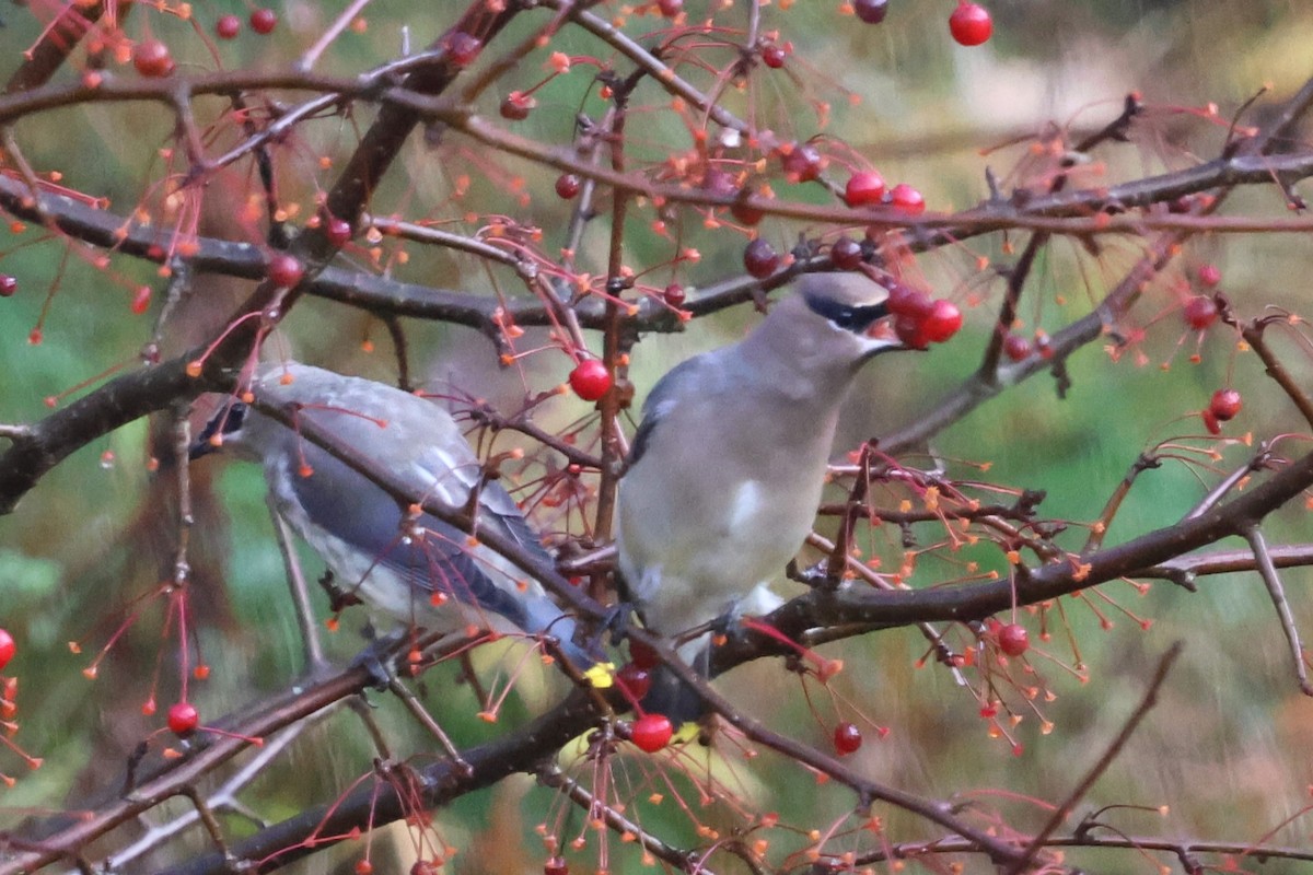 Jaseur d'Amérique - ML643948115
