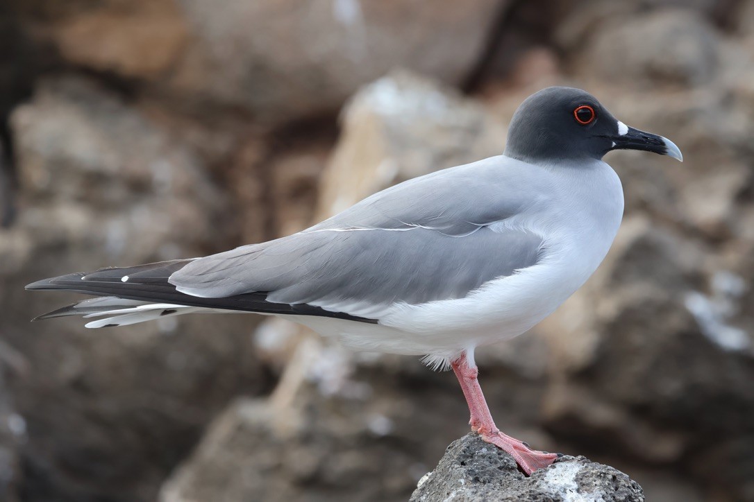 Gaviota Tijereta - ML643948125