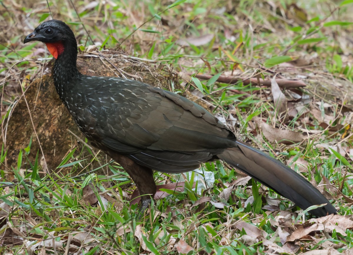 Dusky-legged Guan - ML643948132