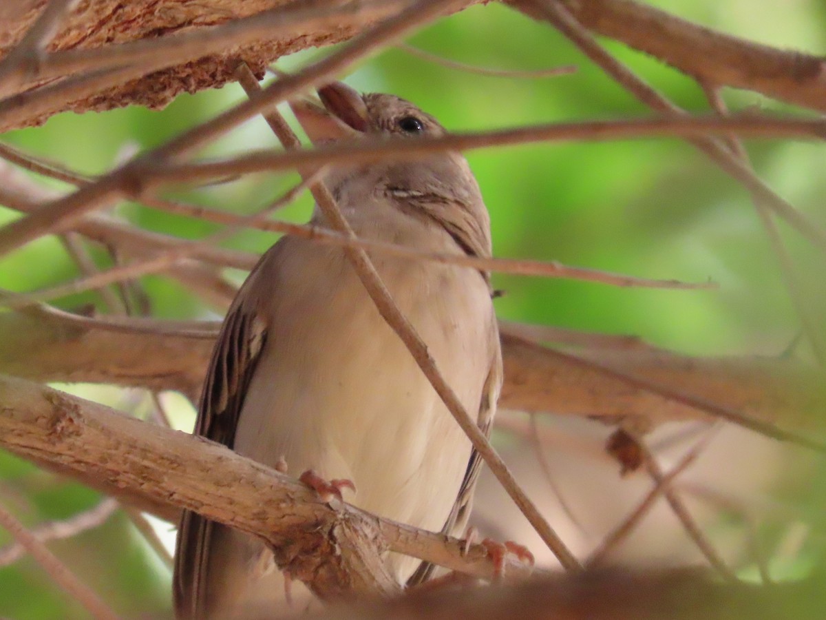 Yellow-throated Sparrow - ML643948156