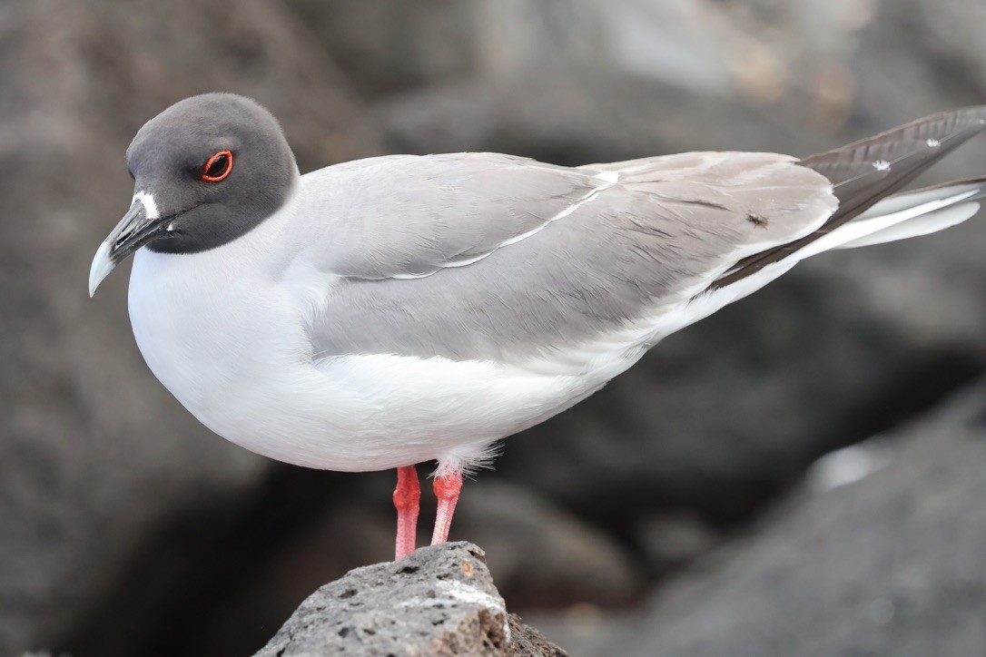 Gaviota Tijereta - ML643948163