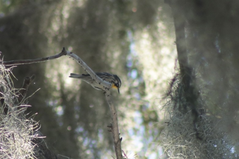 Yellow-throated Warbler - ML643948193