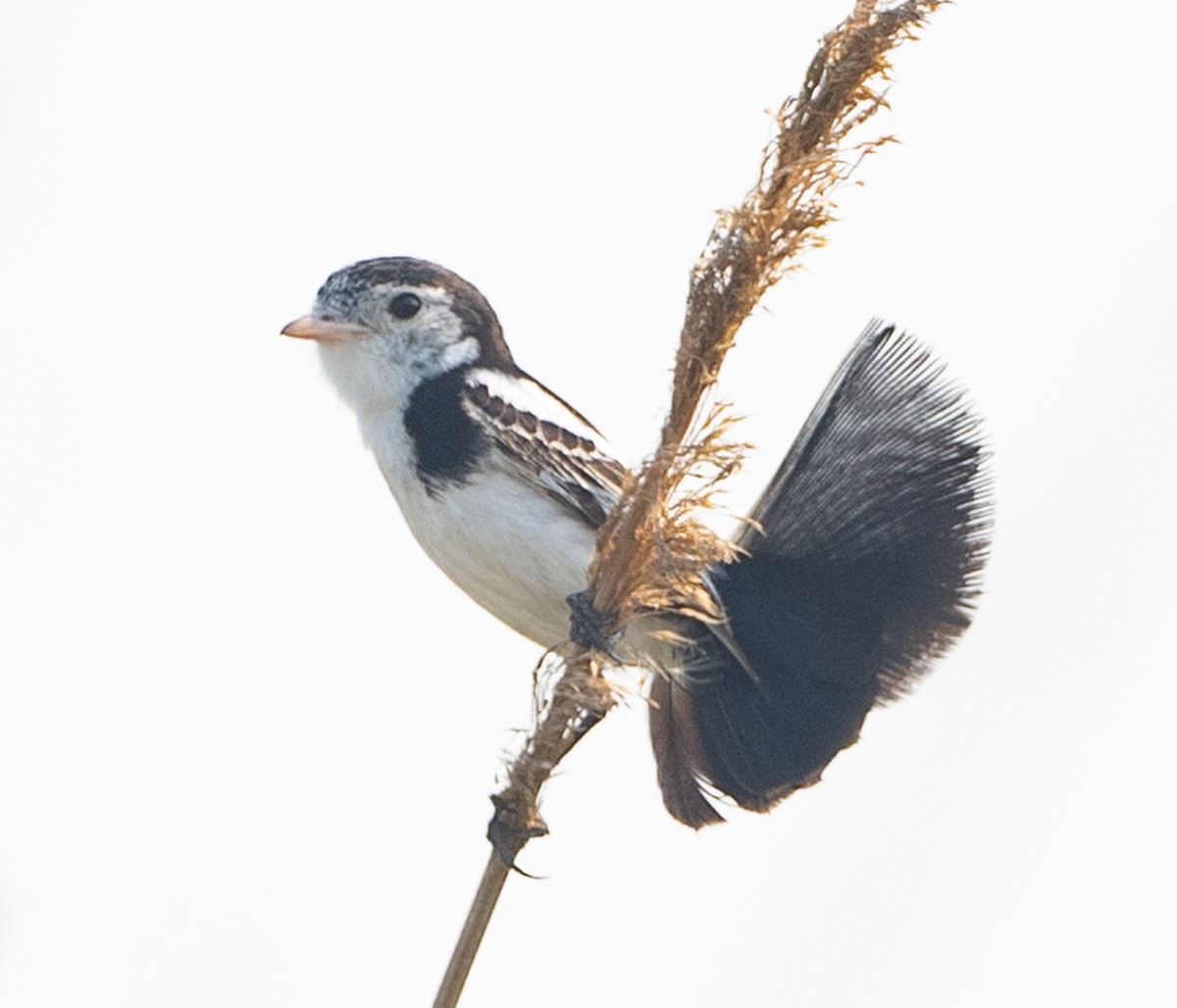Cock-tailed Tyrant - ML643948201