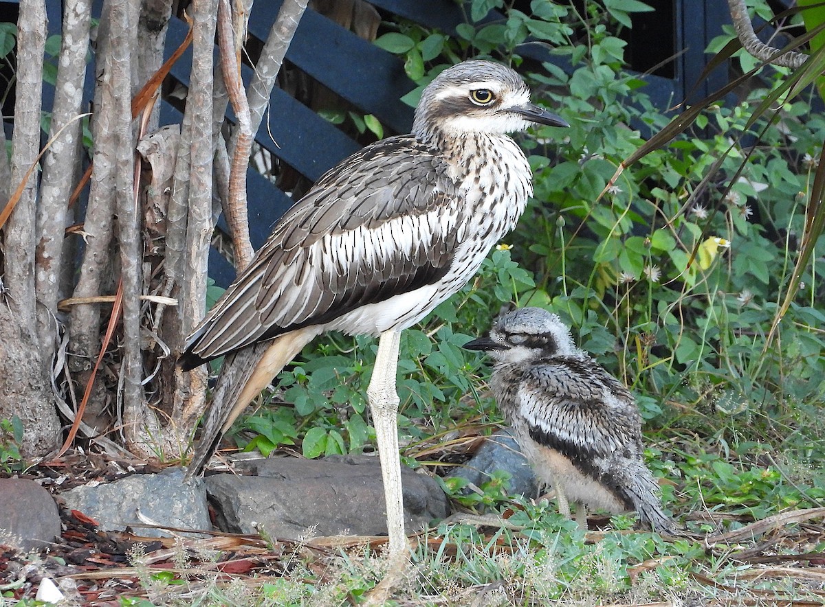 Bush Thick-knee - ML643948206