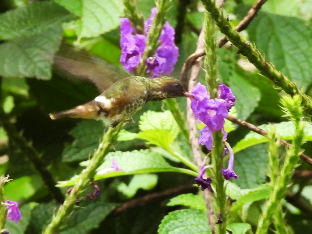 Black-crested Coquette - ML643948211