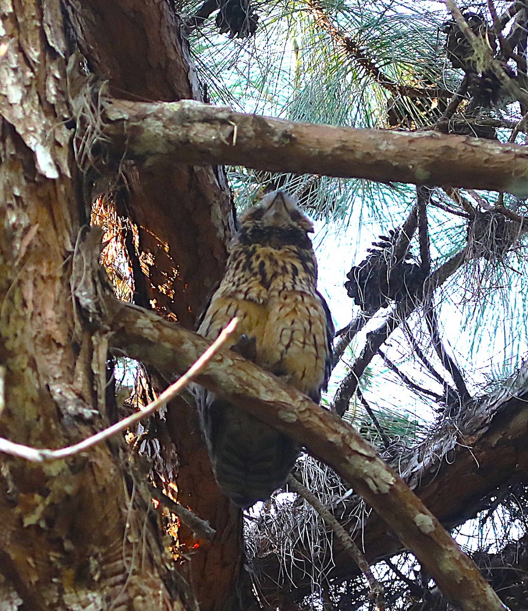 Madagascar Owl - ML643948217