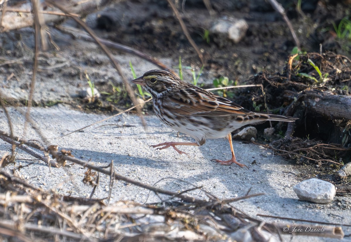 Savannah Sparrow - ML643948222