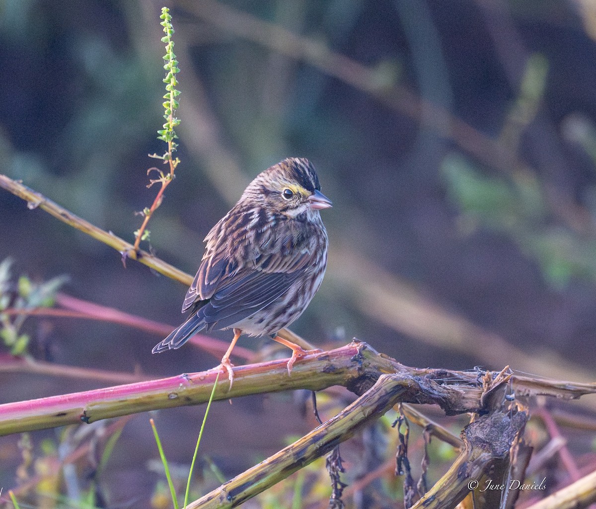 Savannah Sparrow - ML643948223