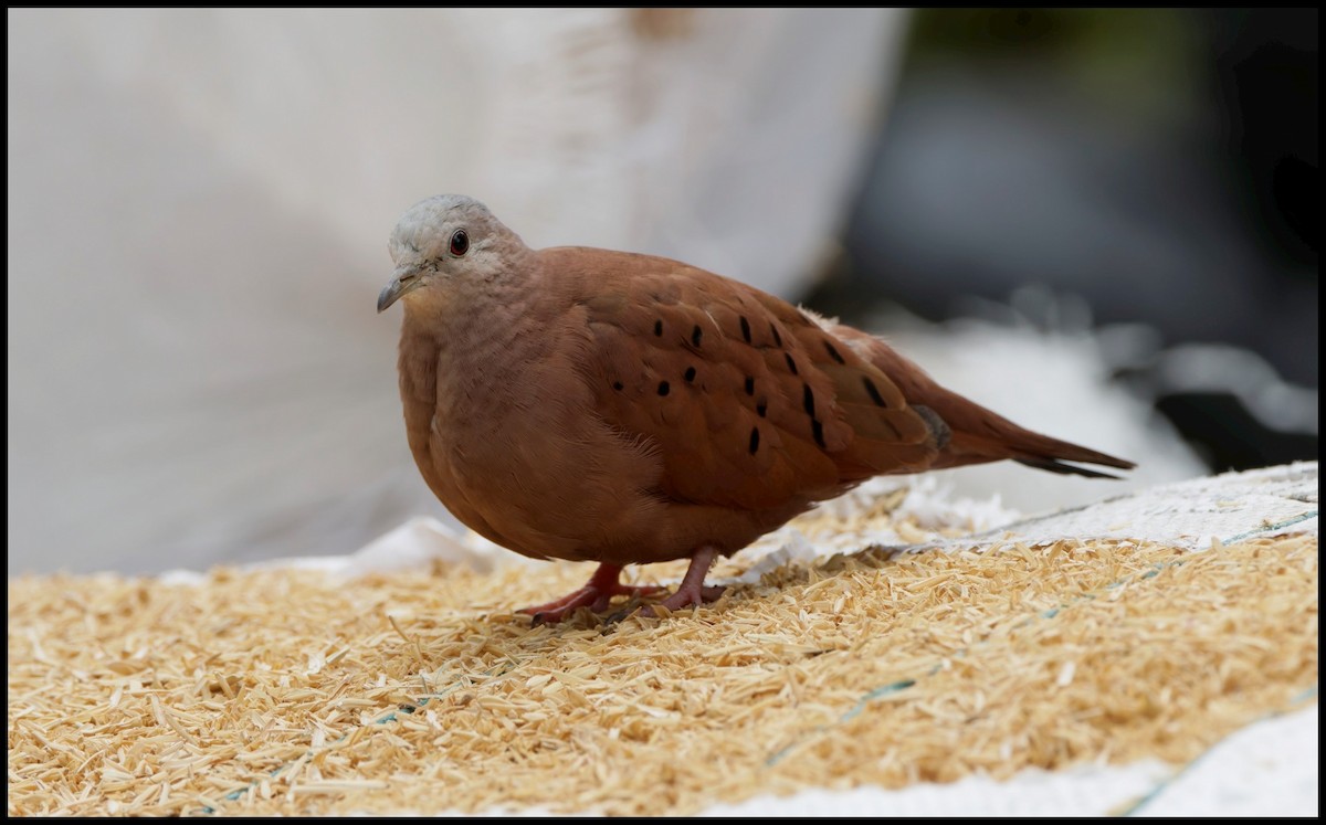 Коричневая земляная горлица - ML643948224