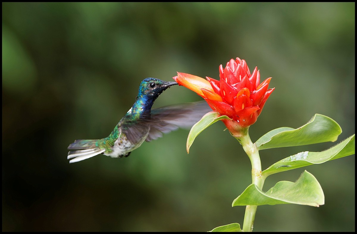 Ошейниковый якобин - ML643948233