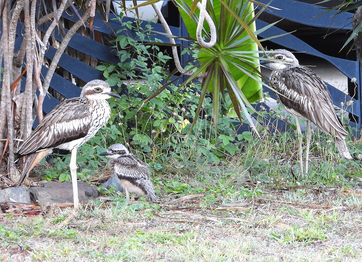 Bush Thick-knee - ML643948235