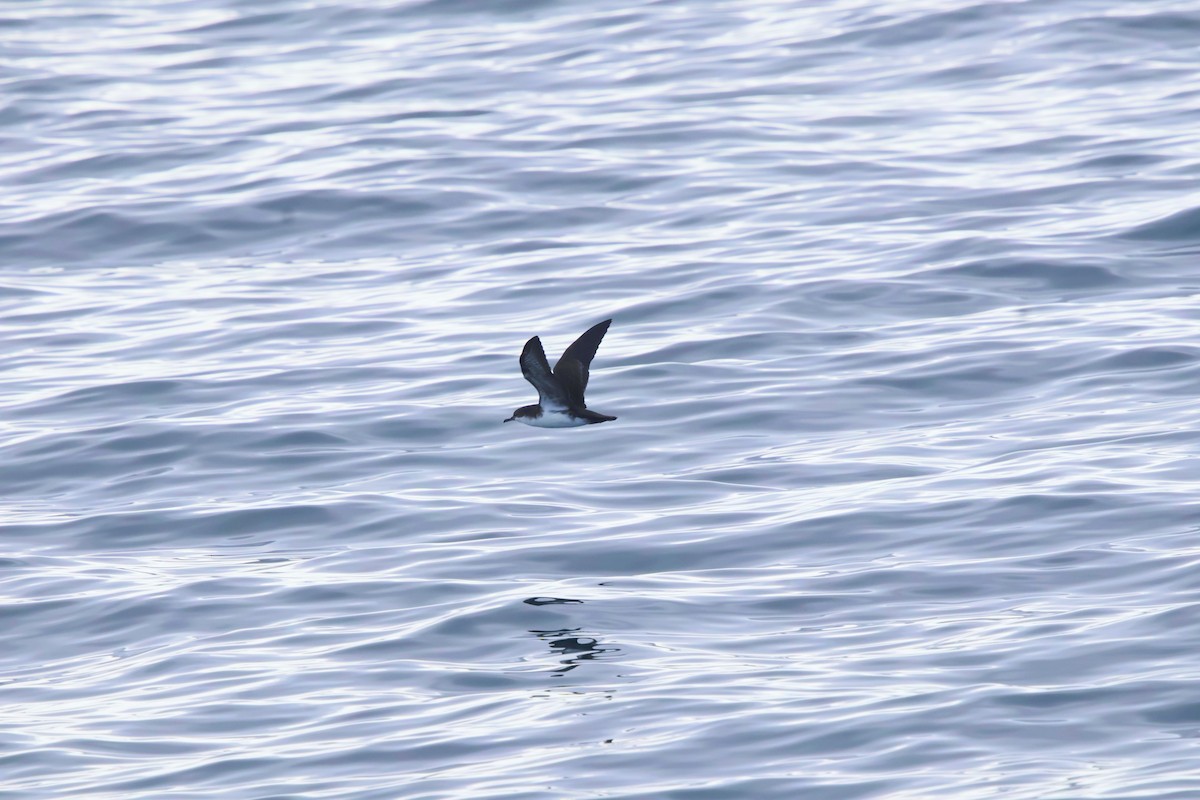 Puffin des Galapagos - ML643948237