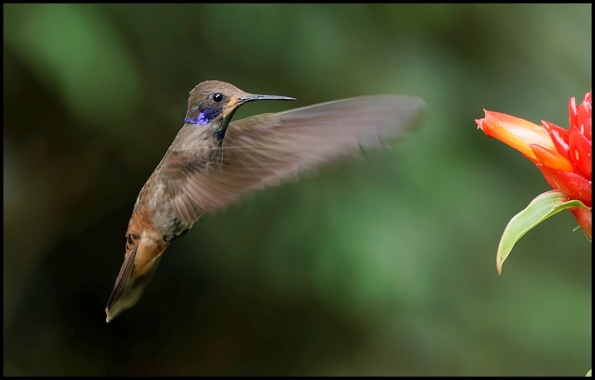 Бурый фиалкоух - ML643948245