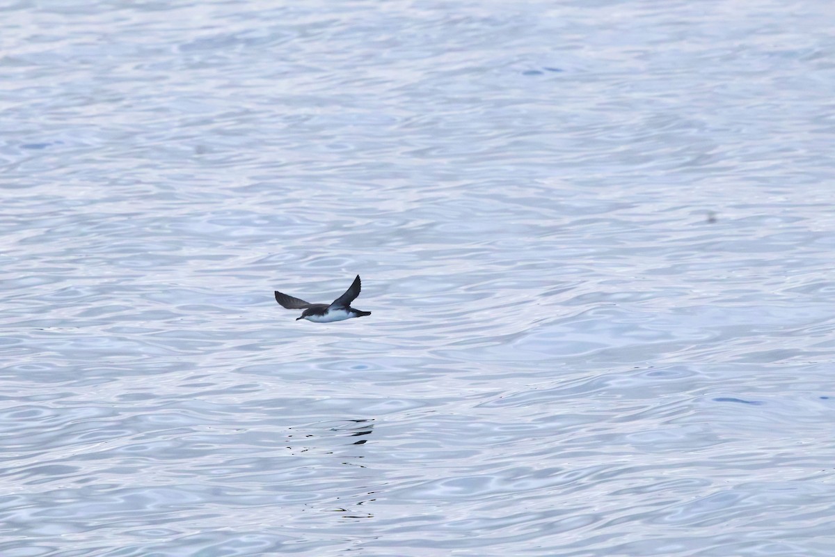 Puffin des Galapagos - ML643948265