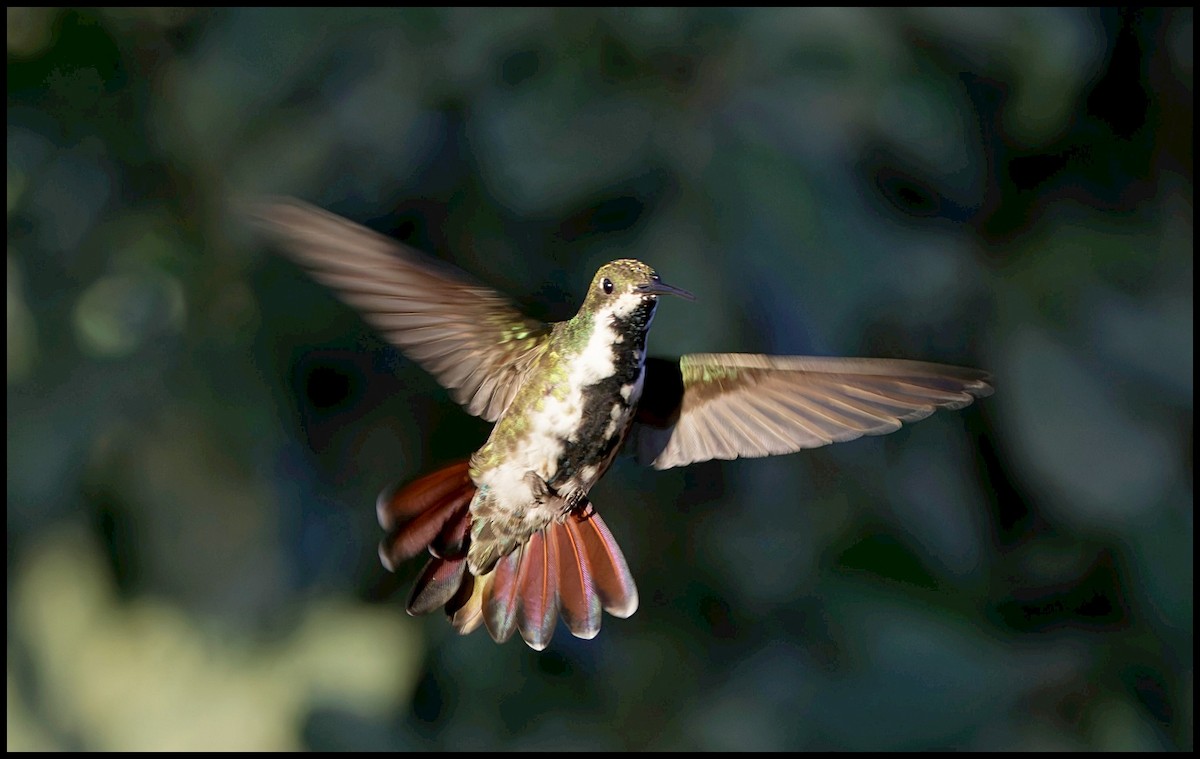 Черногорлый манго - ML643948283