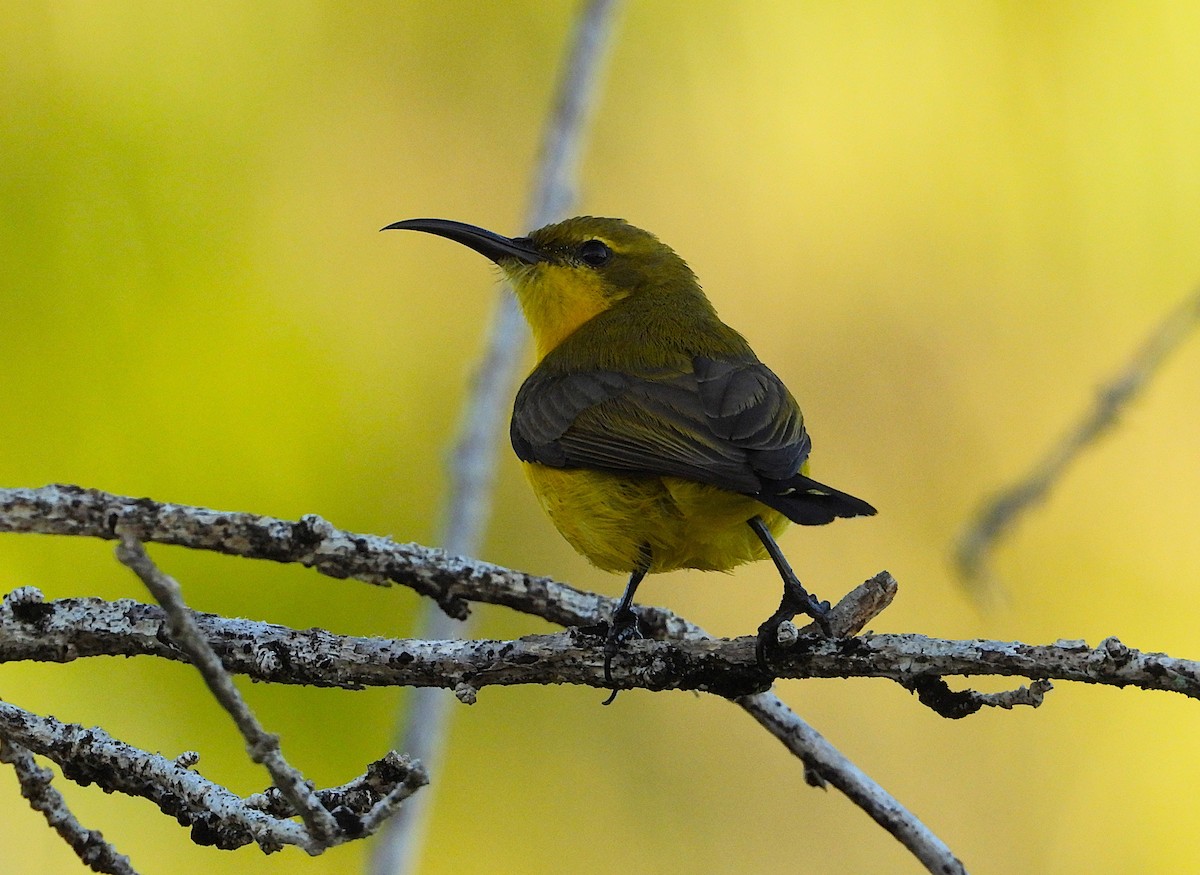 Sahul Sunbird - ML643948288