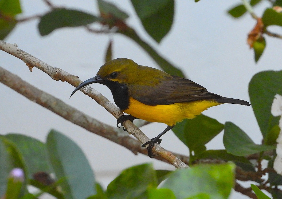 Sahul Sunbird - ML643948298