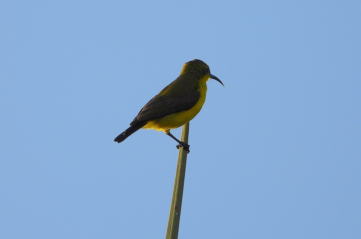 Sahul Sunbird - ML643948307
