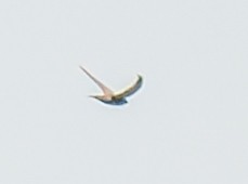 Pallid Swift - ML643948329